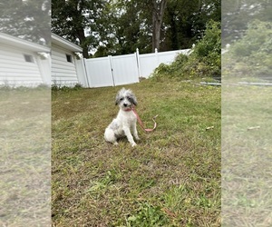 Aussie-Poo Puppy for Sale in BROCKTON, Massachusetts USA