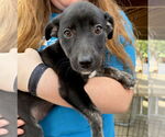 Small Border Terrier-Labrador Retriever Mix