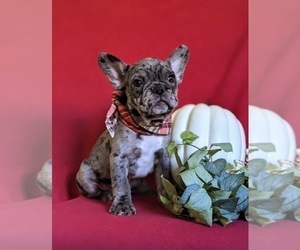 French Bulldog Puppy for sale in QUARRYVILLE, PA, USA