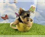 Image preview for Ad Listing. Nickname: Little Layla