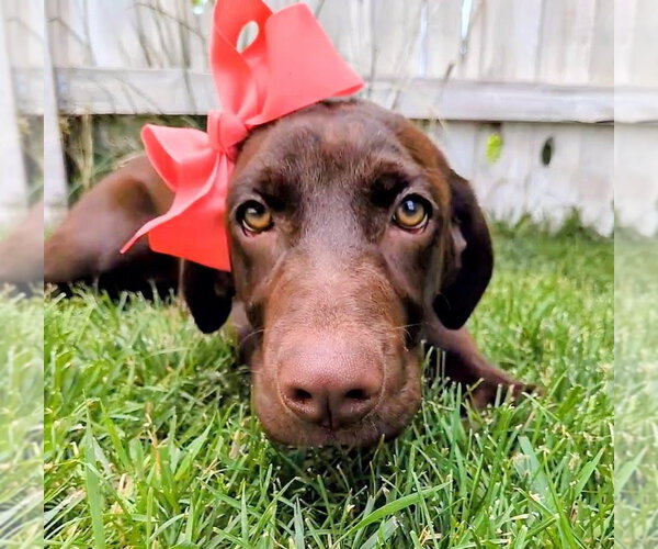 Medium Photo #3 Labrador Retriever-Unknown Mix Puppy For Sale in Sandy, UT, USA