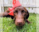Small #2 Labrador Retriever Mix
