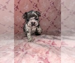 Small Photo #1 French Bulldog Puppy For Sale in CITRUS HEIGHTS, CA, USA