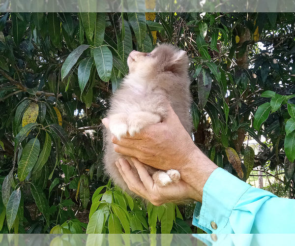 Medium Photo #9 Pomeranian Puppy For Sale in WEST PALM BEACH, FL, USA