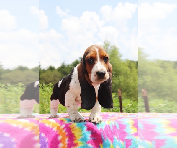 Medium Photo #7 Basset Hound Puppy For Sale in UNION CITY, TN, USA
