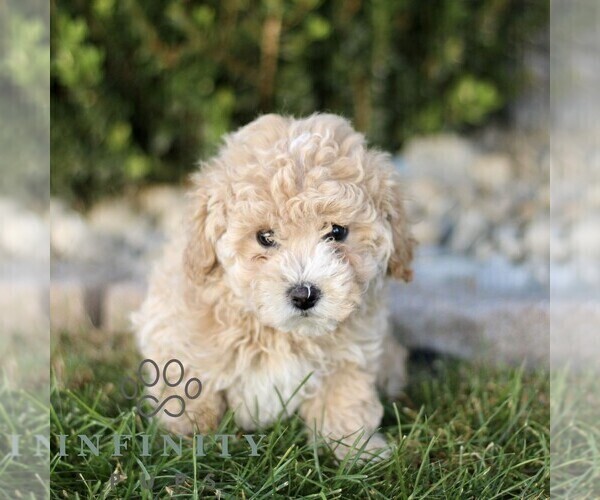 Medium Photo #4 Bichpoo Puppy For Sale in BIRD IN HAND, PA, USA