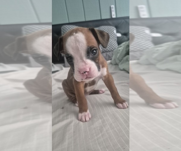 Medium Photo #2 Boxer Puppy For Sale in GALLOWAY, NJ, USA