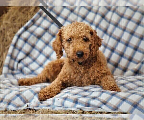Medium Photo #1 Poodle (Miniature) Puppy For Sale in DUNNVILLE, KY, USA