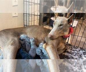 Mother of the Doberman Pinscher puppies born on 12/07/2022