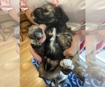 Small Photo #6 Schnauzer (Miniature) Puppy For Sale in COLUMBUS, IN, USA