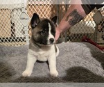 Puppy Precious Akita