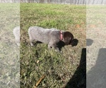 Small Photo #18 German Shorthaired Pointer Puppy For Sale in ELIZABETH CITY, NC, USA
