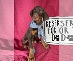 Small #3 Doberman Pinscher