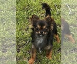 Small Photo #1 Chihuahua Puppy For Sale in ROCKWALL, TX, USA