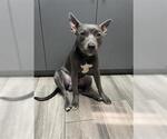 Small American Pit Bull Terrier