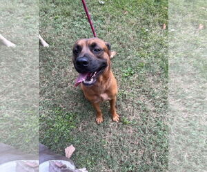 Labrador Retriever-Unknown Mix Dogs for adoption in Ball Ground, GA, USA