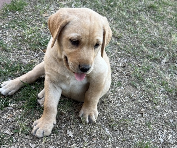 Medium Photo #1 Labrador Retriever Puppy For Sale in WADDELL, AZ, USA