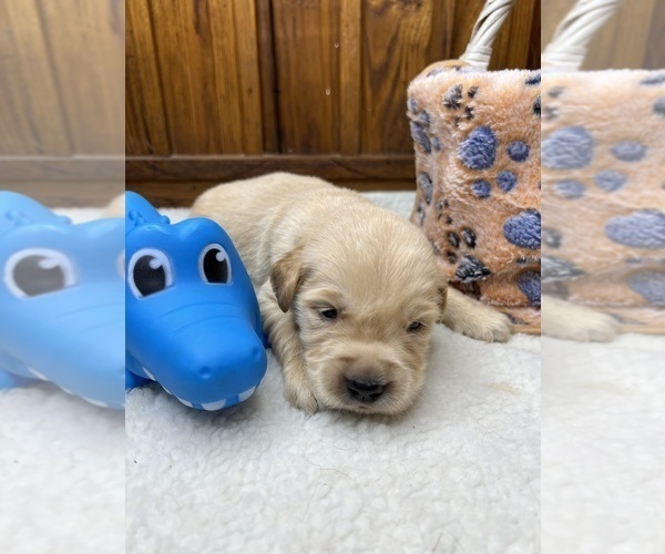 Medium Photo #13 Golden Retriever Puppy For Sale in NEOLA, WV, USA