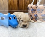 Small #12 Golden Retriever