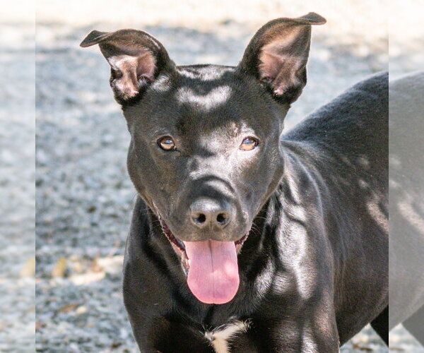 Medium Photo #2 Mutt Puppy For Sale in Hilton Head, SC, USA