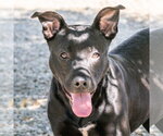 Small #1 Mutt