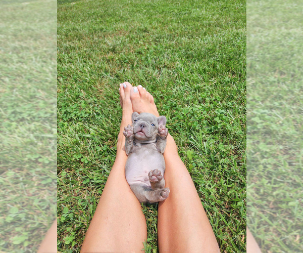 Medium Photo #6 French Bulldog Puppy For Sale in GRANDVIEW, MO, USA