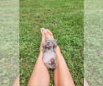 Small Photo #6 French Bulldog Puppy For Sale in GRANDVIEW, MO, USA