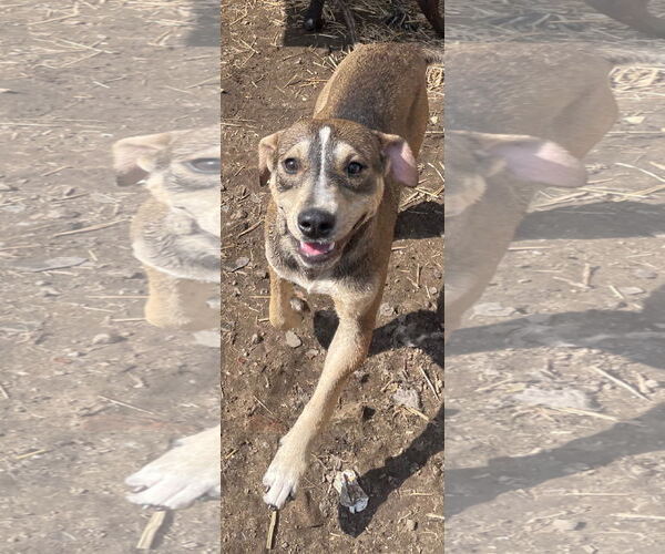 Medium Photo #7 American Staffordshire Terrier-Unknown Mix Puppy For Sale in Tracy City, TN, USA