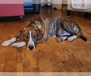 Plott Hound-Unknown Mix Dogs for adoption in Hinton, WV, USA