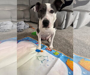 Carnation - Female American Pit Bull Terrier-Unknown Mix Dog for Adoption - Photo #19