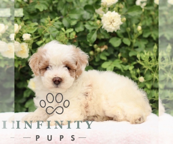 Medium Photo #3 Poodle (Toy) Puppy For Sale in PARADISE, PA, USA