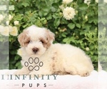 Small #2 Poodle (Toy)