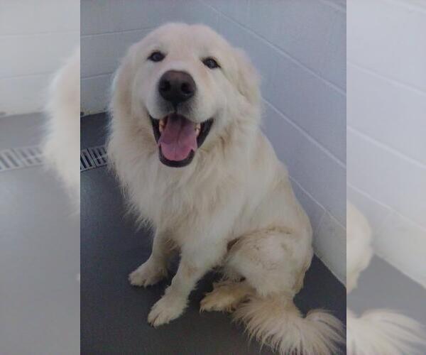 Medium Photo #2 Great Pyrenees Puppy For Sale in Spring, TX, USA