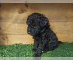 Small Photo #14 Poodle (Miniature) Puppy For Sale in FILLMORE, UT, USA
