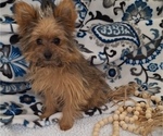 Small Photo #13 Yoranian Puppy For Sale in ELKTON, KY, USA