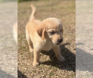 Golden Retriever Puppy for sale in FLORENCE, SC, USA