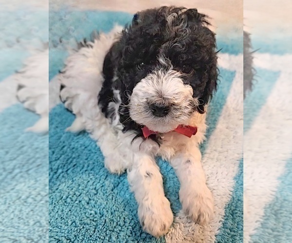 Medium Photo #5 Poodle (Miniature) Puppy For Sale in WHITEWATER, WI, USA