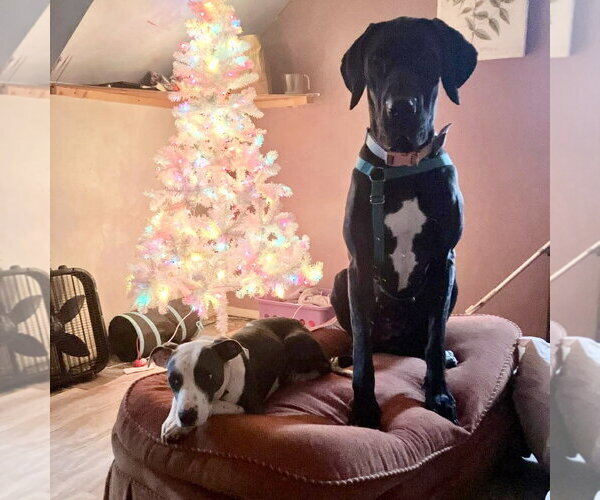 Medium Photo #2 Great Dane Puppy For Sale in Spring Lake, NC, USA
