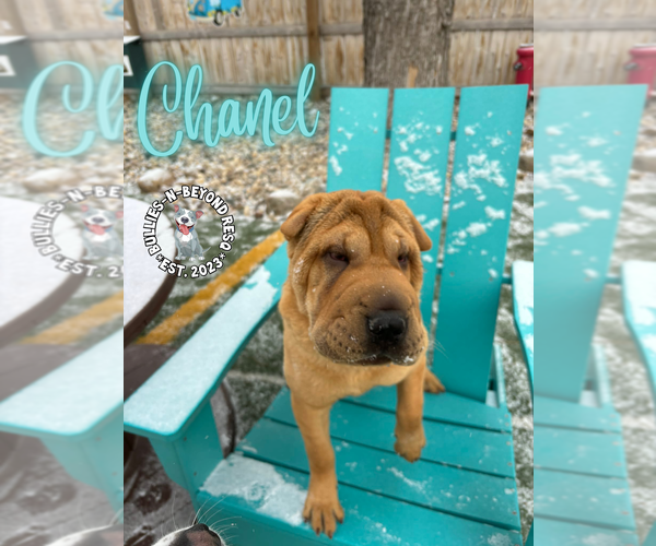 Medium Photo #14 Mutt Puppy For Sale in Omaha, NE, USA