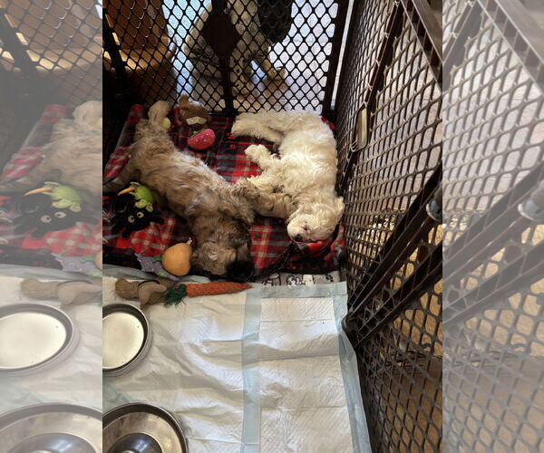 Medium Photo #3 Cocker Spaniel Puppy For Sale in Flushing, NY, USA