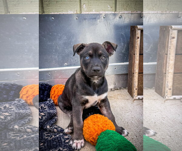 Medium Photo #1 Labrador Retriever-Unknown Mix Puppy For Sale in San Diego, CA, USA