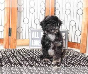 Poodle (Miniature) Puppy for sale in NAPLES, FL, USA