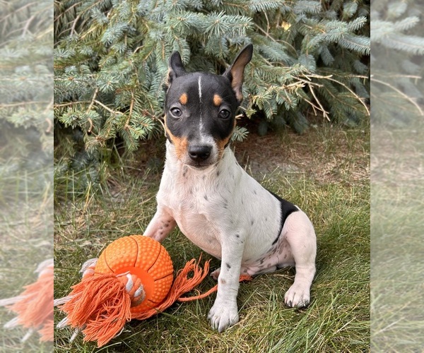 Medium Photo #4 Rat Terrier Puppy For Sale in MIDDLEBURY, IN, USA