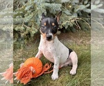 Small #3 Rat Terrier