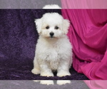 Small #1 Bichon Frise