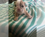 Small Photo #1 Bulldog Puppy For Sale in SANGER, CA, USA