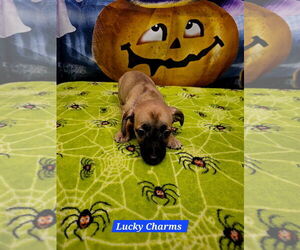 Rat Terrier-Unknown Mix Dogs for adoption in Metairie, LA, USA