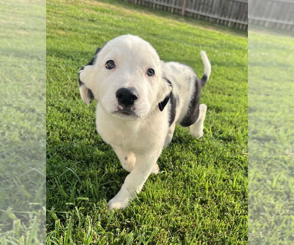 Medium Photo #2 Australian Shepherd-Great Pyrenees Mix Puppy For Sale in Aurora, IN, USA