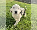 Small #1 Australian Shepherd-Great Pyrenees Mix