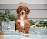 Puppy Porter Poodle (Miniature)